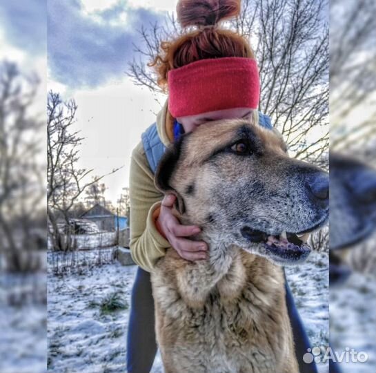 Догситтер/Зооняня