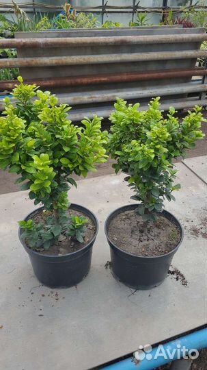 Фикус панда