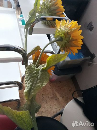 Подсолнух для привлечения клиентов