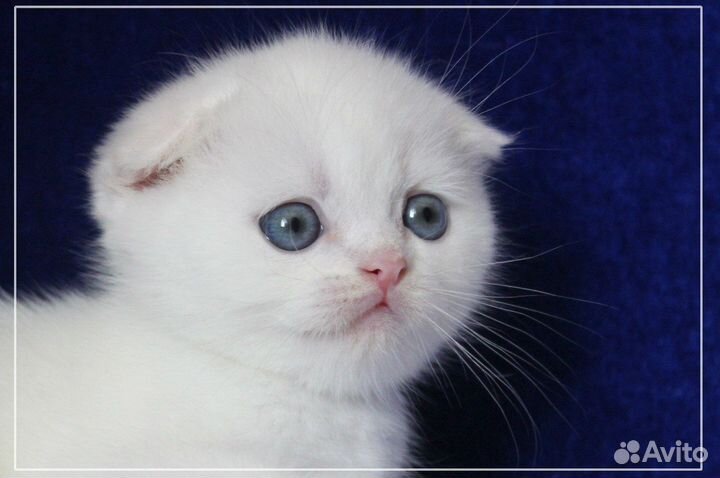 Элитный вислоухий котенок
