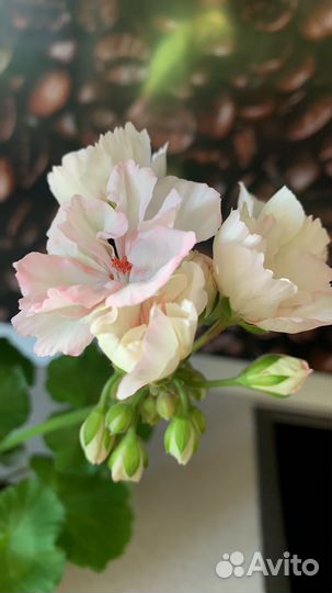 Пеларгония герань сортовая