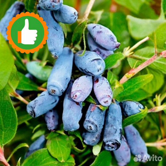 Саженцы жимолость Бакчарский Великан