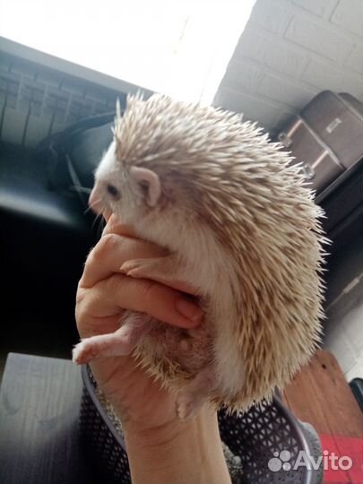 Африканский ежик