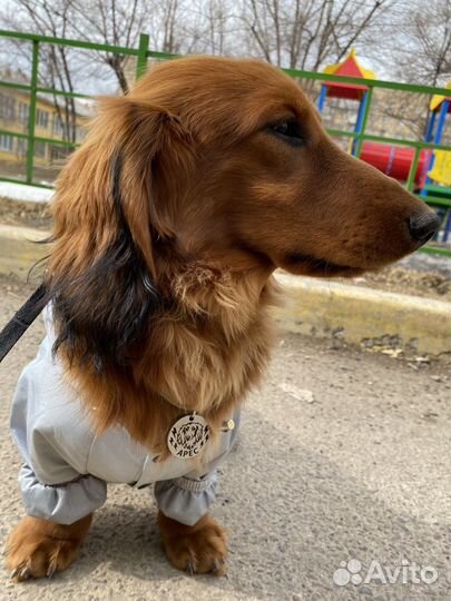 Стандартная длинношерстная такса. Вязка