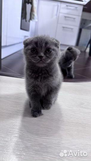 Вислоухие котята