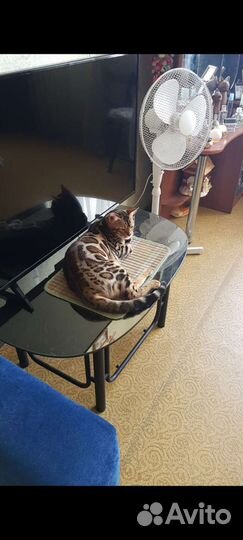 Передержка домашних кошек