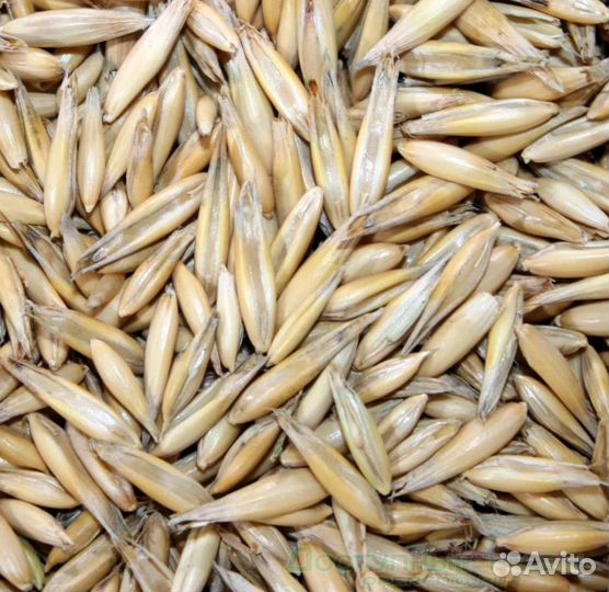 Фуражная пшеница, Сахарная свёкла на корм