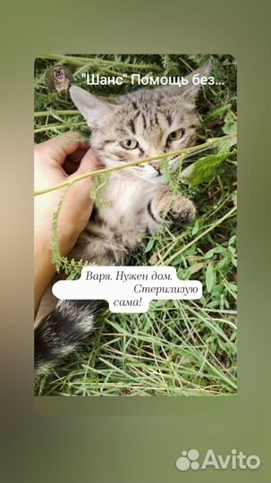 Котята в добрые руки