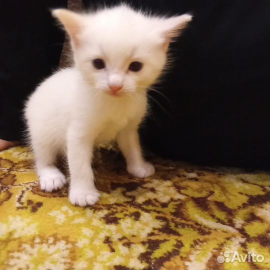 Котята мальчик и девочка