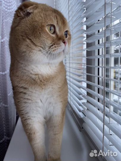 Шотландский вислоухий кот на вязку