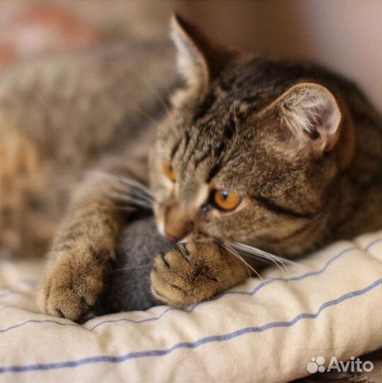 Кошка в дар