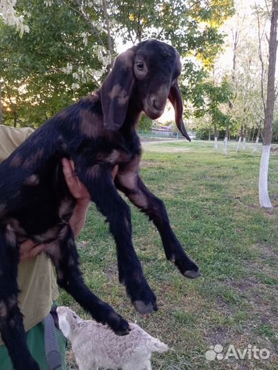 Англо нубийские козлята и доенные козы