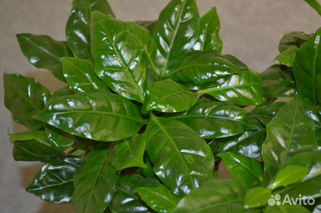 Кофе арабика растение. Кофейное дерево. Цветы купить в Перми | Товары ...