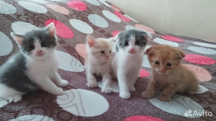 Котята в добрые руки