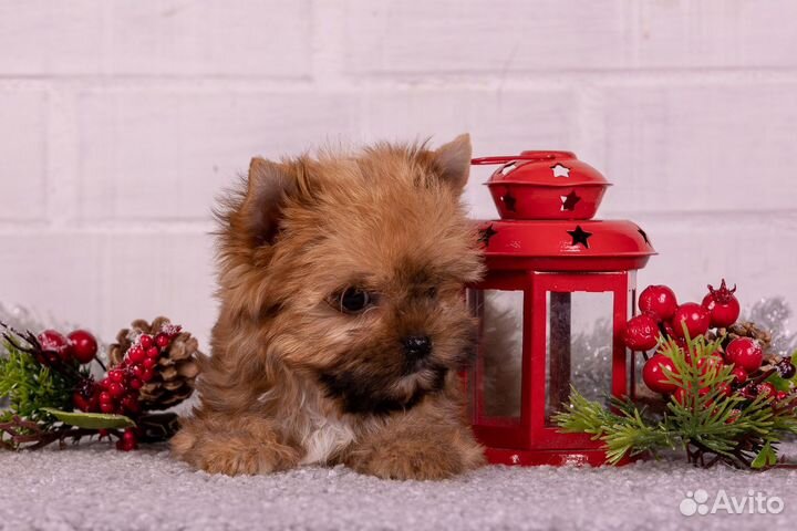 Русская салонная собака