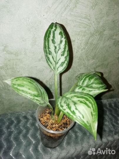 Бугенвиллия, аглаонема, фикус