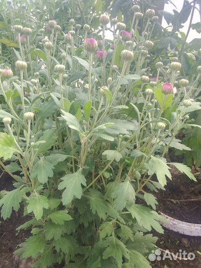 Хризантема,мультифлора