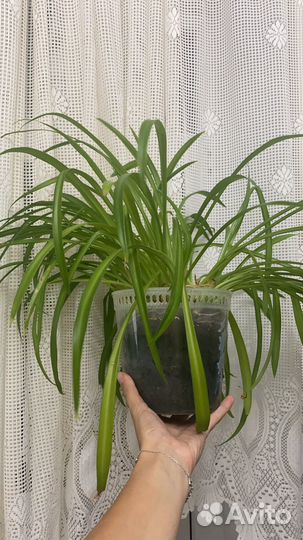 Панданус,бегония