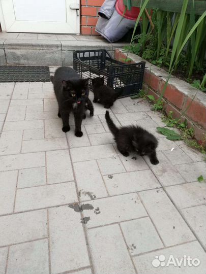 Отдам животных даром