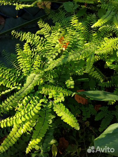 Многолетники садовые