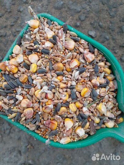 Зерносмесь цельная