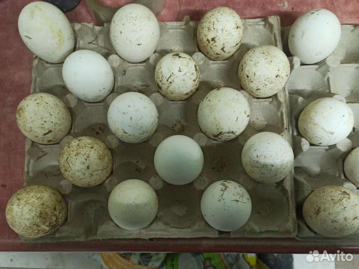Яйцо гусиное инкубационное