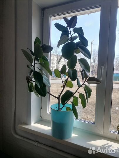 Фикус
