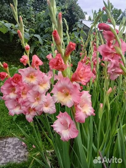 Гладиолусы и Георгины на срез