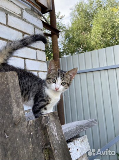 Котята Бабленыши