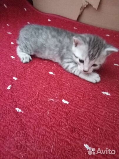 Шотландская кошка