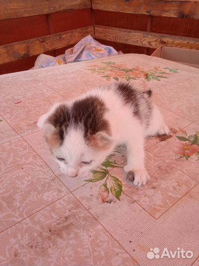 Катят в хорошем рукам