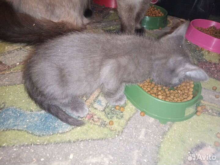 Котята в добрые руки бесплатно