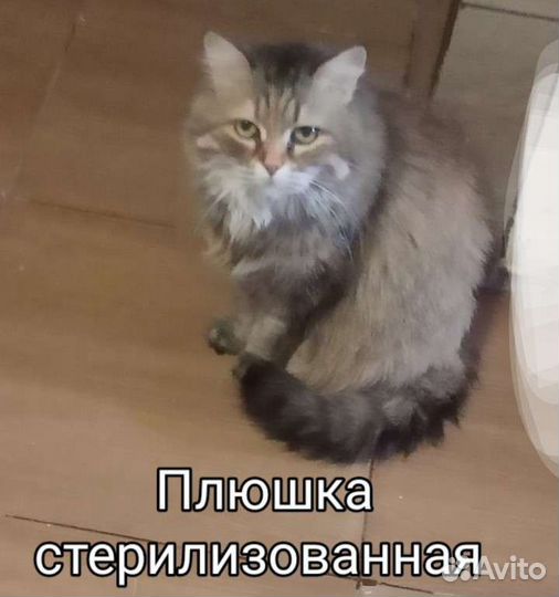 Кошечки и котики привиты