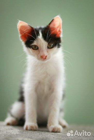 Котенок мальчик черно-белый Тёмка