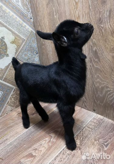 Мурсия Гранада 100% и Мурсо - камерунцы