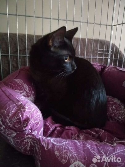 Замурррчательный чёрный кот