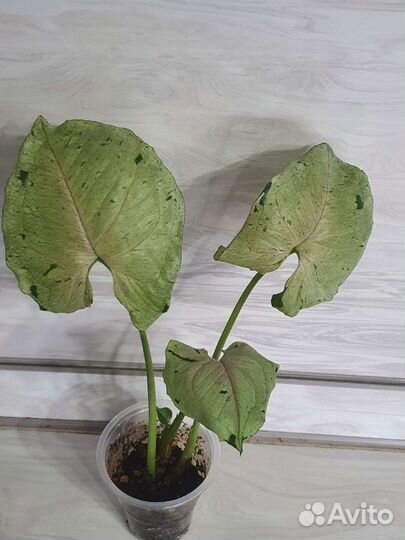 Сингониум серый призрак