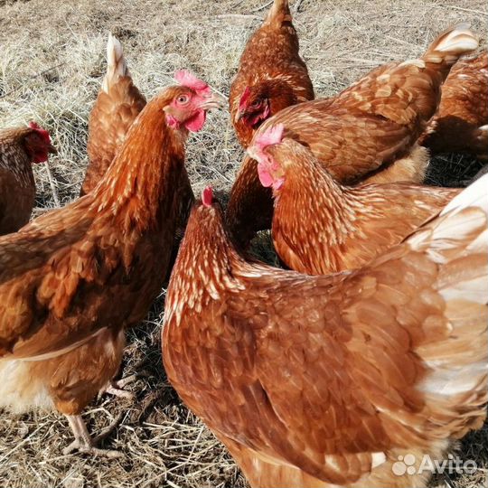 Куры Леггорн, куры Ломан Браун