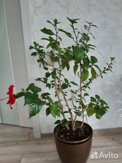 Гибискус китайская роза