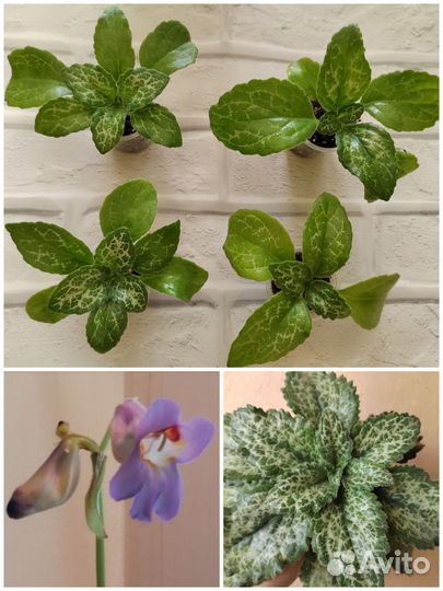 Примулины (хириты) 3 сорта, традесканция