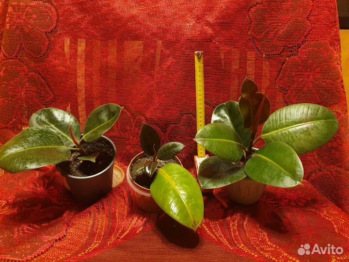 Фикус ухоженный, укоренённый