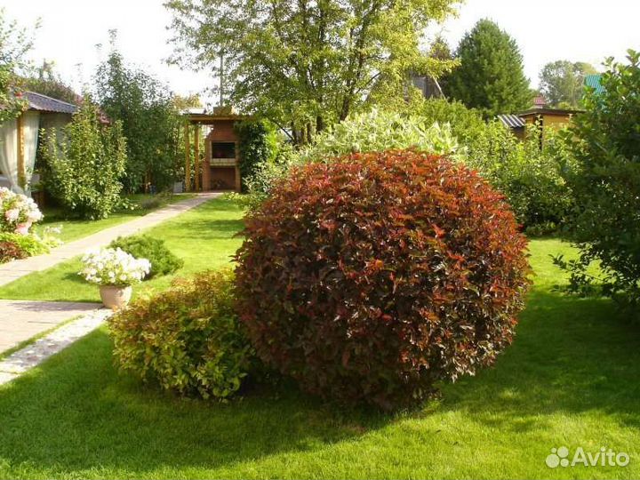 Пузыреплодник калинолистный