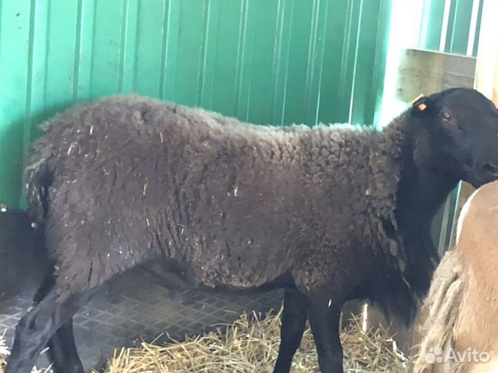 Катумские бараны