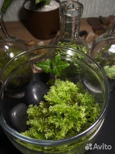 Закрытый флорариум(замкнутая экосистема)