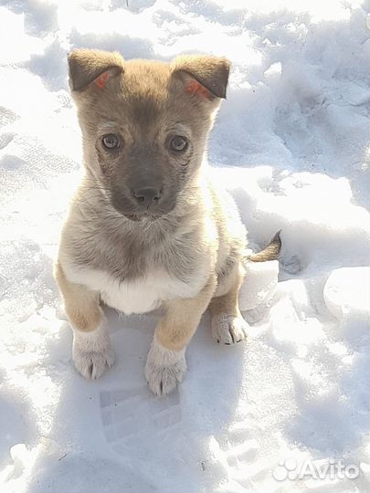 Щенки хаски бесплатно