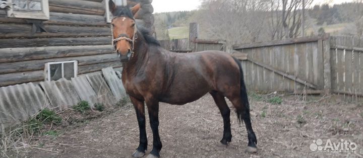 Продается кобыла