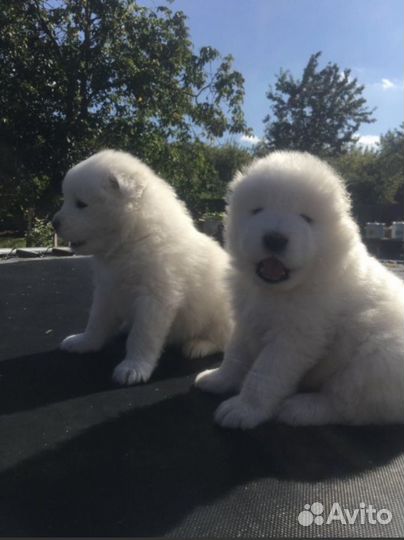 Щенки самоеда