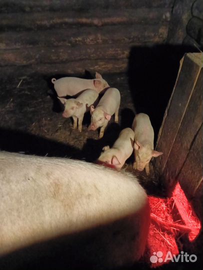 Поросята