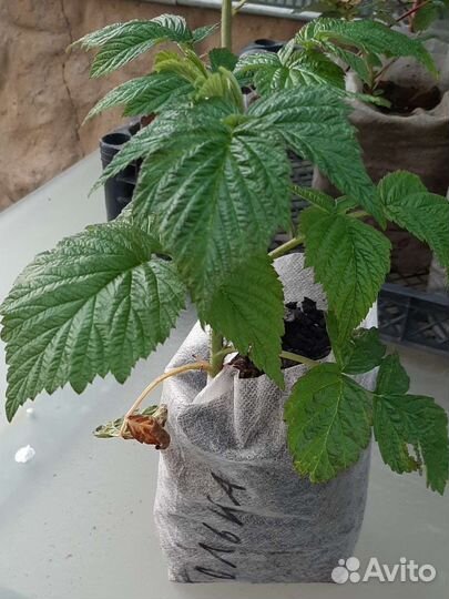 Саженцы малины Энросадира, Мапема, Соколица