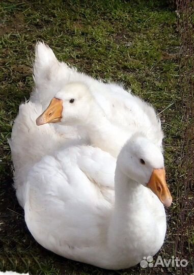 Утки муларды